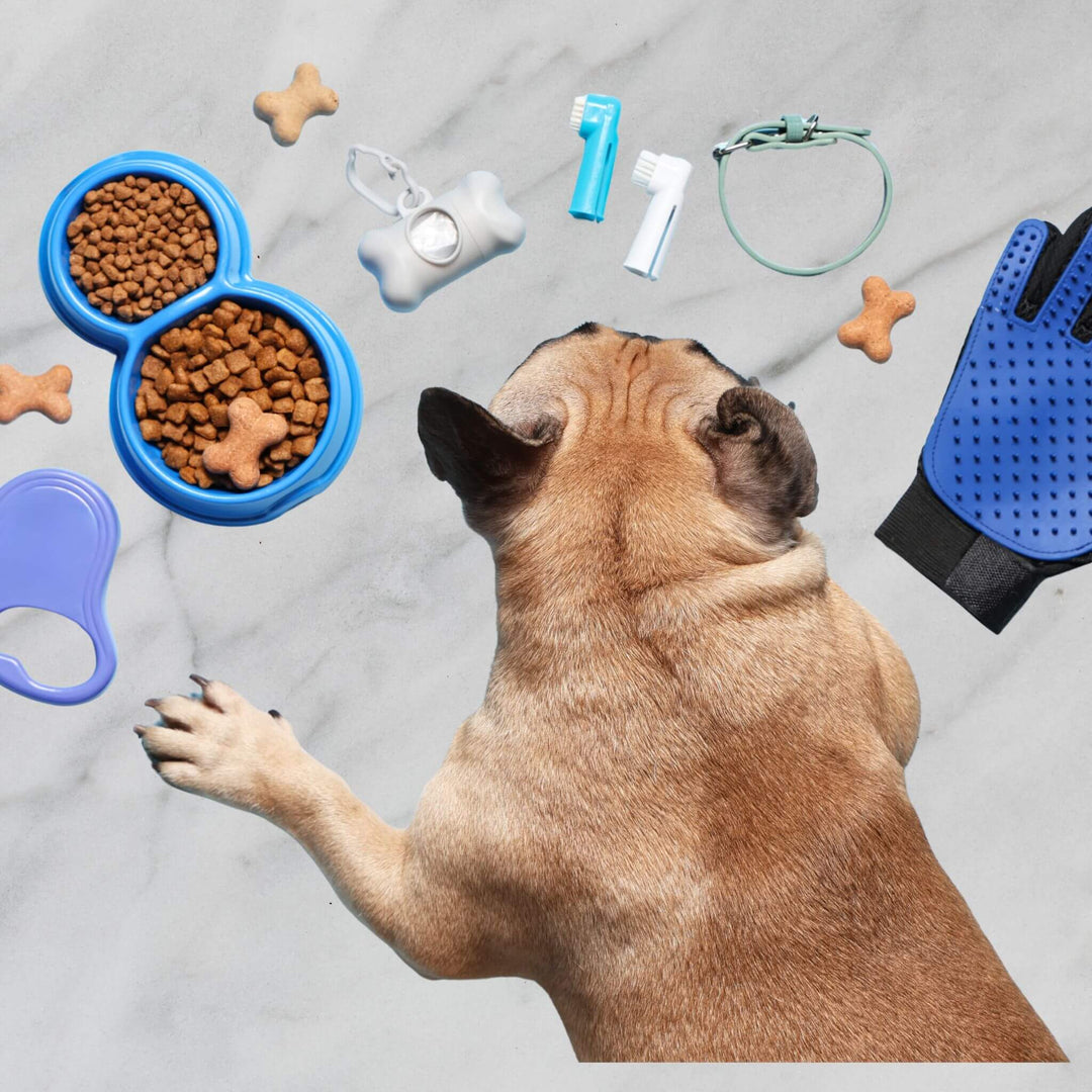 Dog Accessories